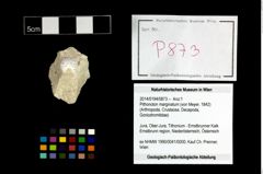 Foto (Objekt + Etikett) von Pithonoton marginatum (von Meyer, 1842)  (NHMW-GEO-2014-0194-0873)